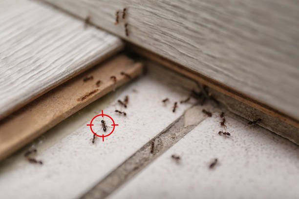 Best Affordable Pest Control Services  in Hope Mills, NC